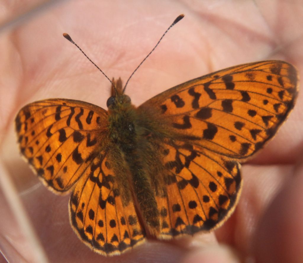 Boloria euphrosyne?
